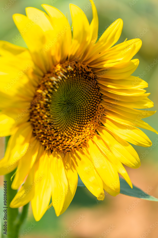 sunflower close up sunflower close up