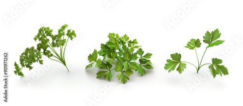 set of fresh, healthy parsley leaves, twigs, and a small bunch isolated over a white background