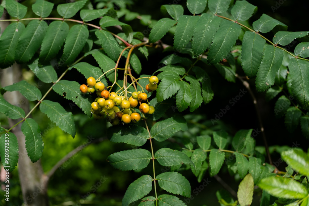 berries on a bush