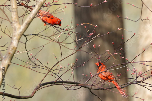 cardinal on a branch