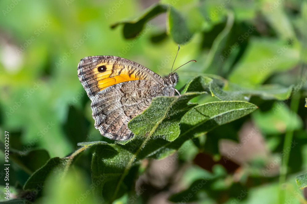 Satyridae / Seyit / False Grayling / Arethusana arethusa Satyridae / Seyit / False Grayling / Arethusana arethusa