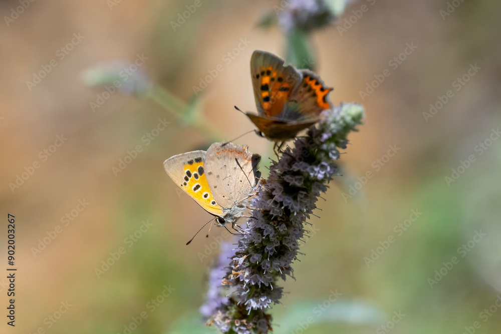 Lycaenidae / Benekli Bakır / Small Copper / Lycaena phlaeas Lycaenidae / Benekli Bakır / Small Copper / Lycaena phlaeas