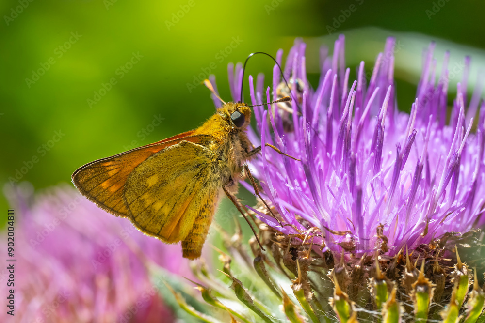 butterfly on lavender