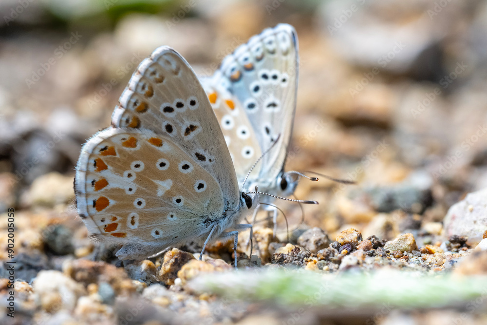 butterfly on the ground butterfly on the ground