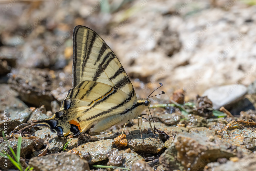 Papilionidae / Erik Kırlangıçkuyruğu / Scarce Swallowtail / Iphiclides podalirius Papilionidae / Erik Kırlangıçkuyruğu / Scarce Swallowtail / Iphiclides podalirius