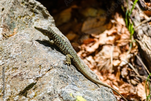 hiking the GR20 trail corsica island france