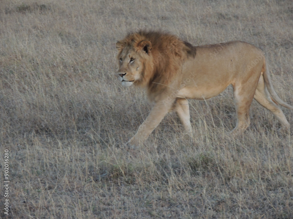 Fototapeta premium lions