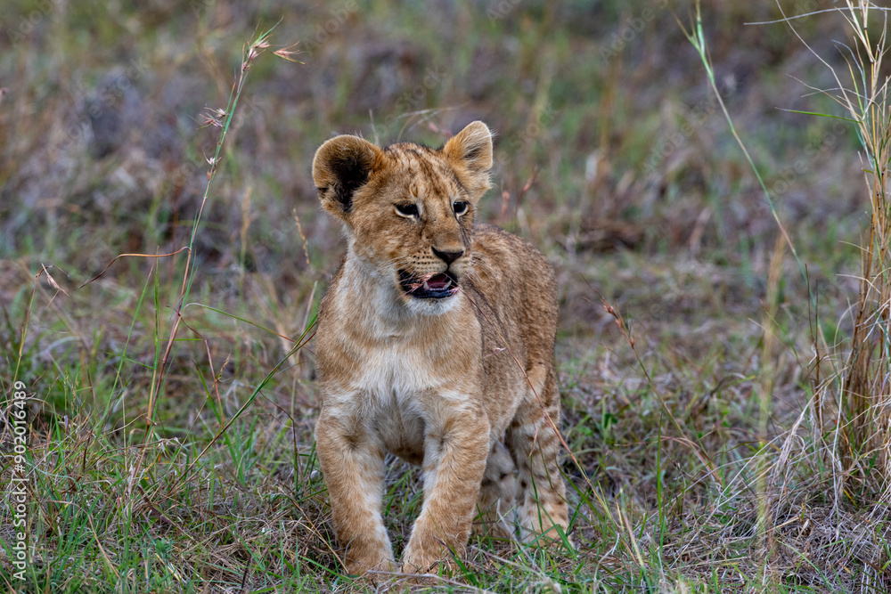lions lions