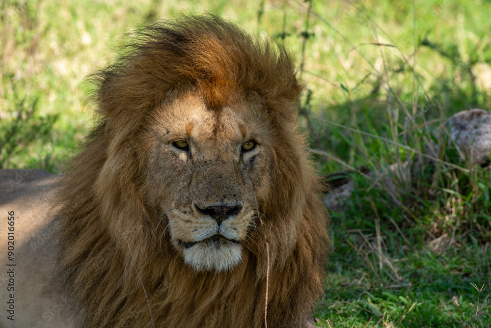 Fototapeta premium lions