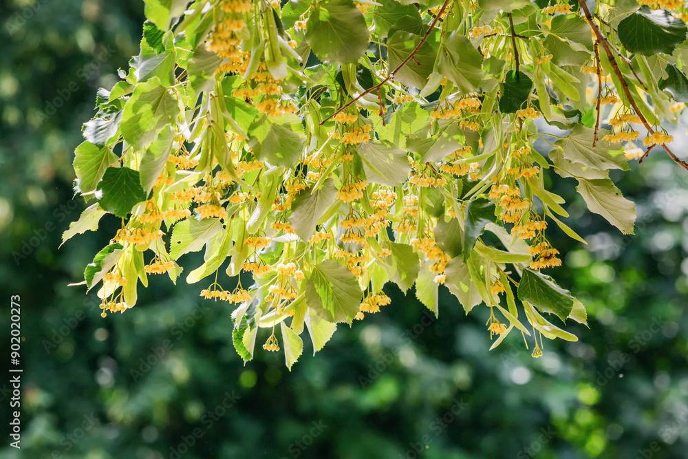 Φωτογραφία Closeup of linden flowers and leaves with yellow stamens, showcasing fresh folia