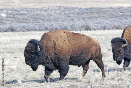 Bison on Antelope Island, Utah, in winter	