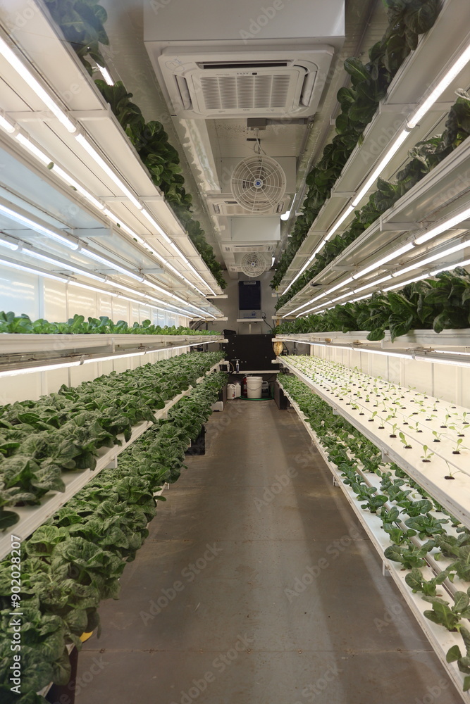 Hydroponic garden, growing lettuce, container garden Hydroponic garden, growing lettuce, container garden