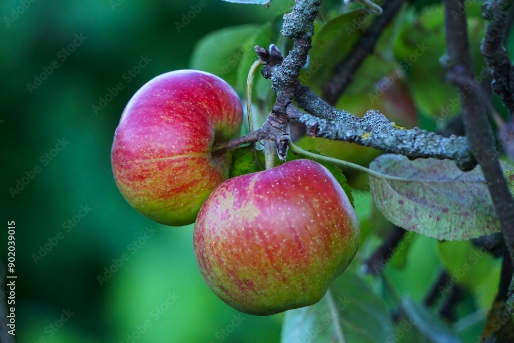 Red apples grow on a branch. Harvest of ripe apples
.
Red apples grow on a branch. Harvest of ripe apples
.