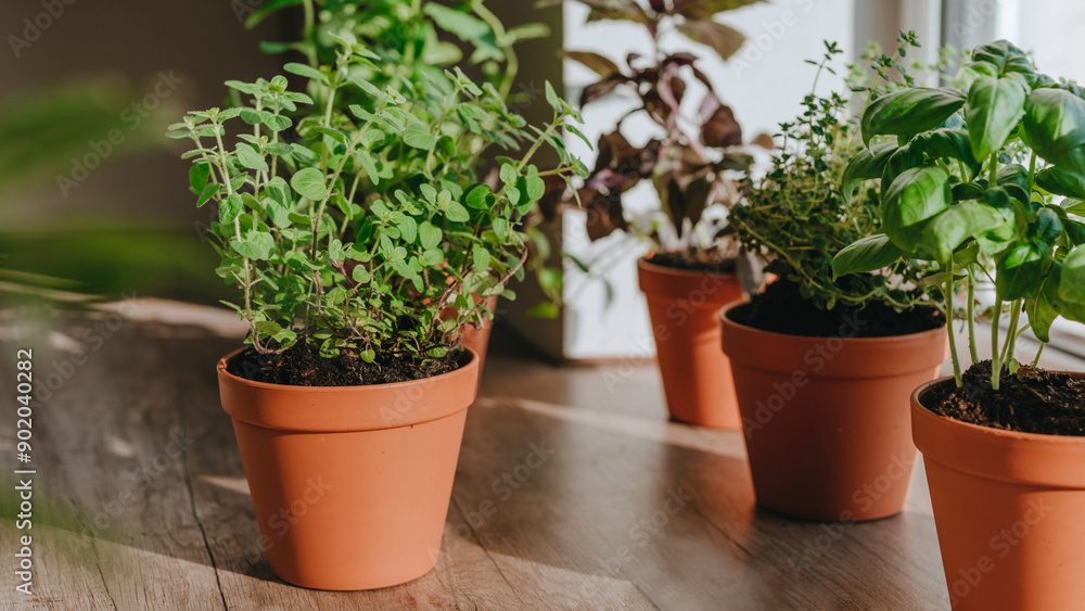 Kitchen herbs in a flower pots on a wooden table near window Kitchen herbs in a flower pots on a wooden table near window