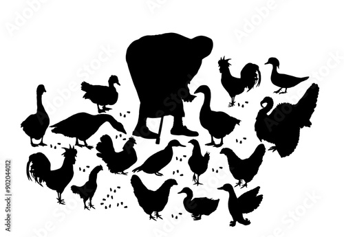 Pushed old woman with stick and feeder feeds poultry vector silhouette illustration isolated. Farmer grandmother on village farm with goose, turkey, duck, chicken. Hungry farm animal eat organic corn.