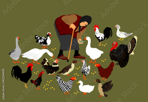 Pushed old woman with stick and feeder dish feeds the poultry. Farmer grandmother on village farm with goose, turkey, duck and chicken. Hungry farm animal eat organic corn. Vintage folklore dress lady