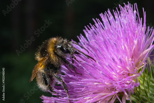 macro photo of a bumblebee on a flower photo