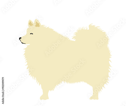 White German Spitz dog breed vector illustration isolated. Small pet. Beige Spitz portrait.