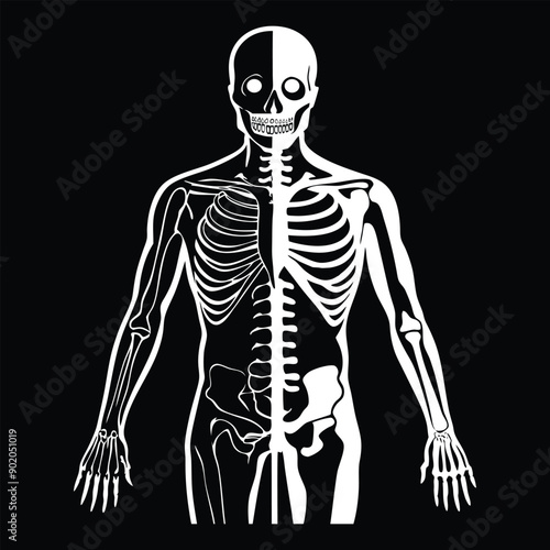 Hauntingly beautiful human skeleton illustration for digital art, vector, cartoon, clipart, and line art designs.