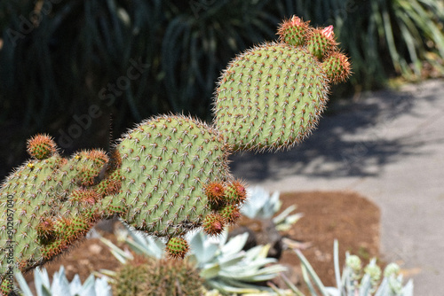 Green Cactus Close Up in California