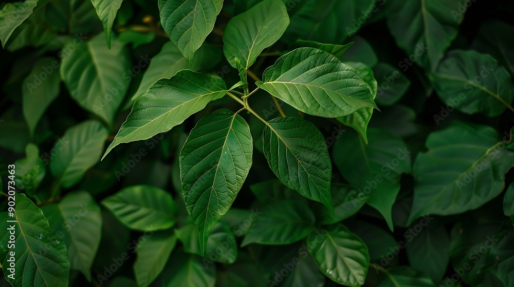 Nature of dark green leaf in garden Natural green leaves plants using background cover page environment ecology or greenery wallpaper : Generative AI Nature of dark green leaf in garden Natural green leaves plants using background cover page environment ecology or greenery wallpaper : Generative AI