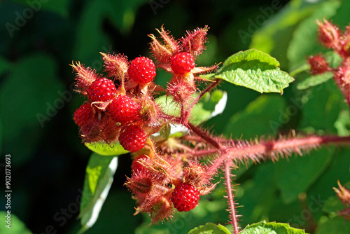 close up of japanese wineberrys photo