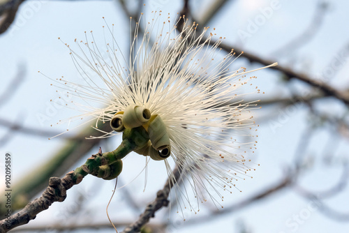 Blooming bombax ellipticum (lat.- Pseudobombax ellipticum) in the Ein Gedi Botanical Garden photo