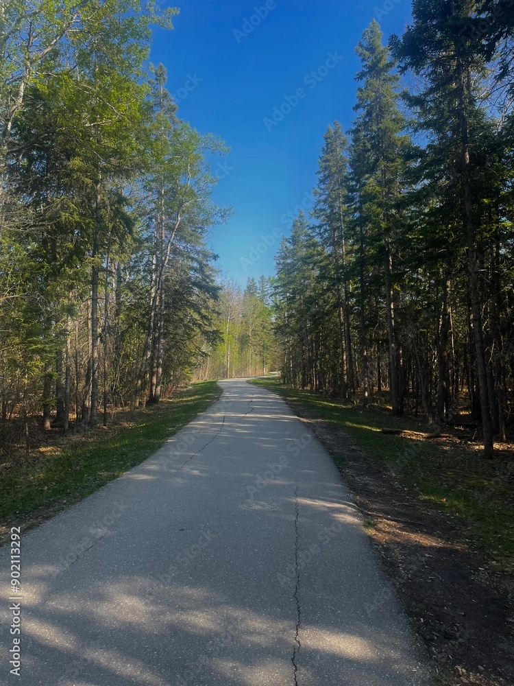 Obraz premium road in the forest