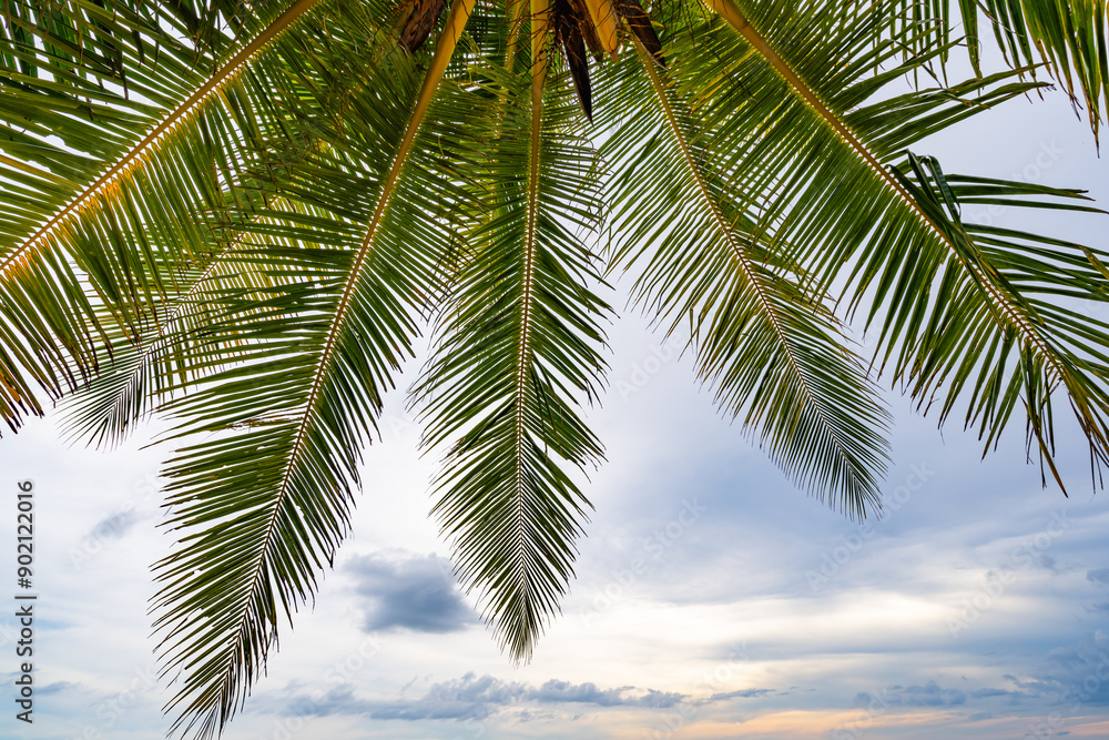 Bottom view of tropical palm trees leaves in blue sky background Natural exotic photo frame Leaves on the branches of coconut palm trees against the blue sky in sunny summer day Phuket island Thailand Bottom view of tropical palm trees leaves in blue sky background Natural exotic photo frame Leaves on the branches of coconut palm trees against the blue sky in sunny summer day Phuket island Thailand