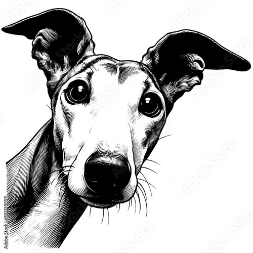 Hand drawn cute peeking Greyhound, vector sketch isolated on transparent background.	