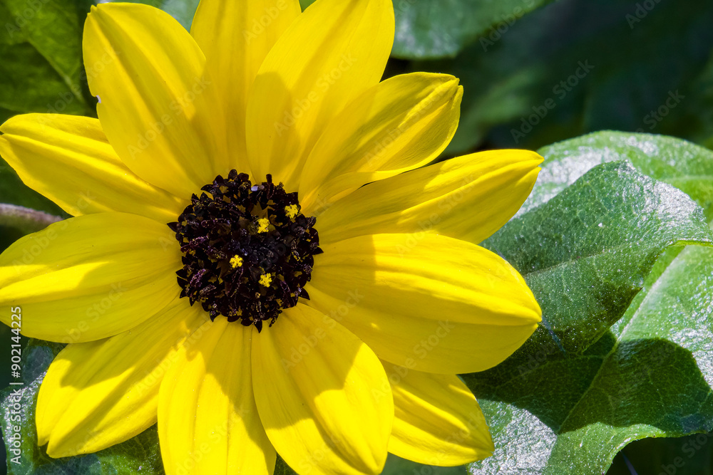 Obraz premium Closeup of bright yellow flower
