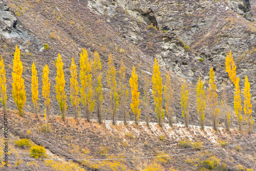 Fototapeta Poplar Trees on Chard Road - New Zealand