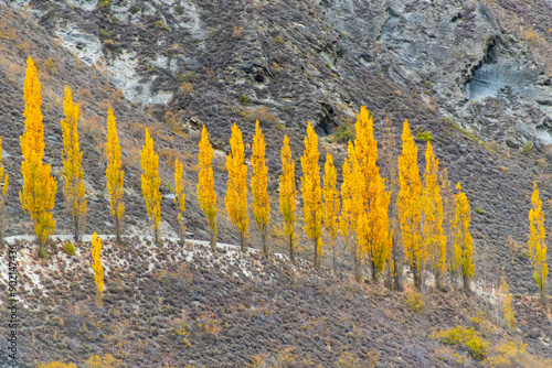 Fotografie Poplar Trees on Chard Road - New Zealand