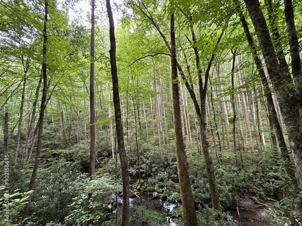 Obraz premium trees in the forest with leaves highlighted