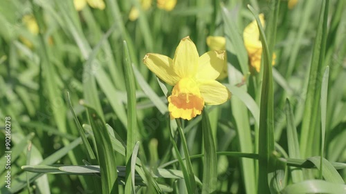 Flowering narcissus nature. Daffodil flower. Spring daffodil flower on flowerbed. Daffodil flower spring bloom. Spring nature. Narcissus with blooming flower. Blossom spring season. Narcissus plant photo