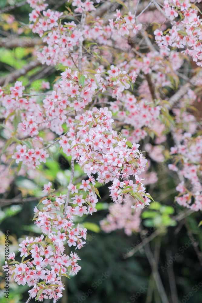 Prunus cerasoides Wild Himalayan Cherry pink flowers again blue sky at Phu Lom Lo Loei and Phitsanulok of Thailand Prunus cerasoides Wild Himalayan Cherry pink flowers again blue sky at Phu Lom Lo Loei and Phitsanulok of Thailand