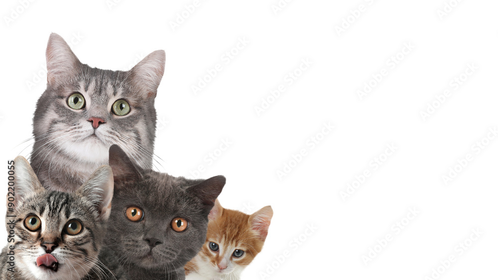 Fototapeta premium Cute cats on white background, banner design with space for text. Lovely pets