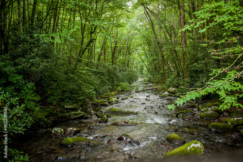 stream in the woods