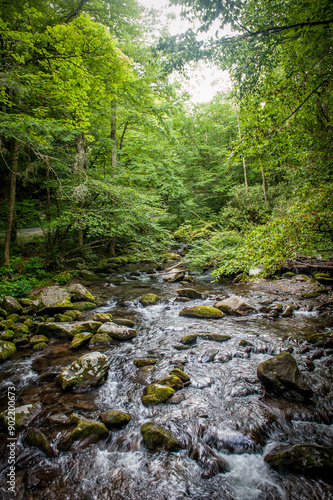 stream in the woods