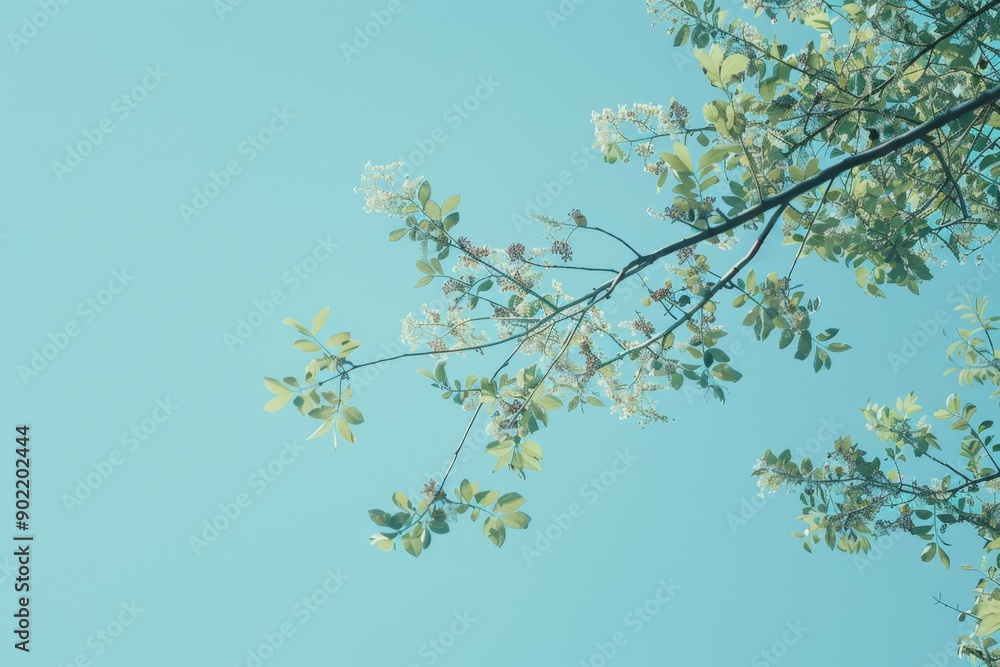 Clear Sky with Blossoming Tree Clear Sky with Blossoming Tree