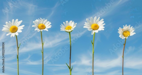 Five white daisies with yellow centers against a blue sky background.