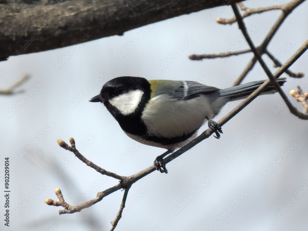 Fototapeta premium 野鳥のシジュウカラが枝にとまっている写真。日本でよく見られる美しい小鳥。背中の美しい色や首から腹にかけてのネクタイのような黒いラインが特徴