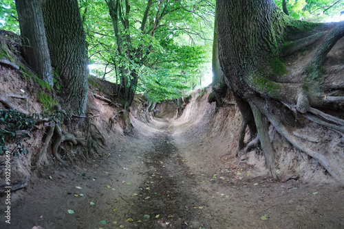 The Korzeniowy Dol loess gorge in Kazimierz Dolny. photo