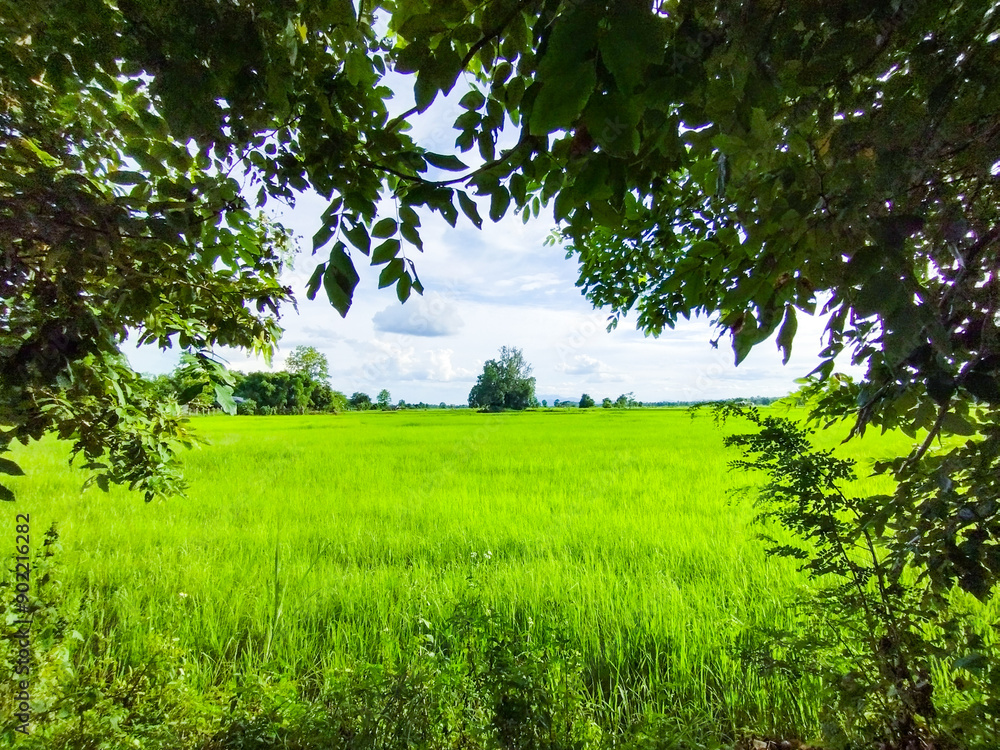 Obraz premium trees in the field