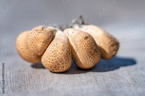 Apioperdon pyriforme, pear-shaped puffball or stump puffball, is a saprobic fungus present throughout much of the world. Denali Sled Dog Kennels, Denali National Park and Preserve photo