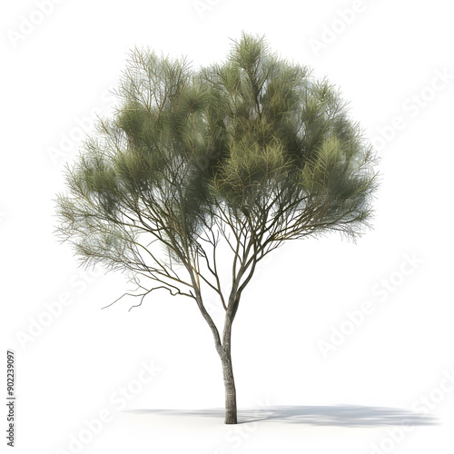 Detailed 3D illustration of a single Casuarina equisetifolia tree on a white background.