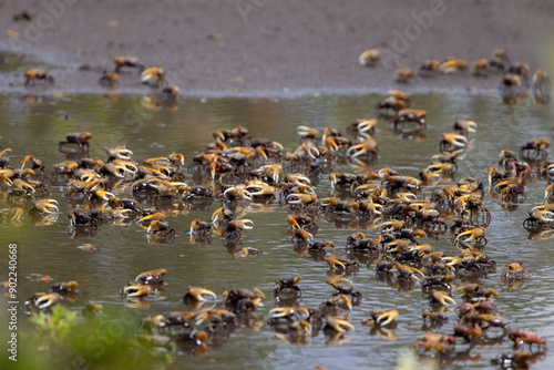 A large number of fiddler crabs (Uca sp.) at Robinson Preserve in Manatee County, Florida photo