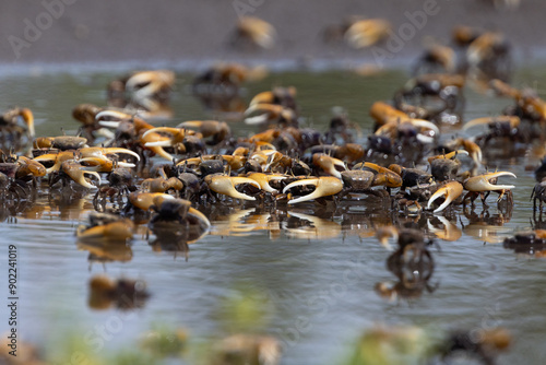 A large number of fiddler crabs (Uca sp.) at Robinson Preserve in Manatee County, Florida