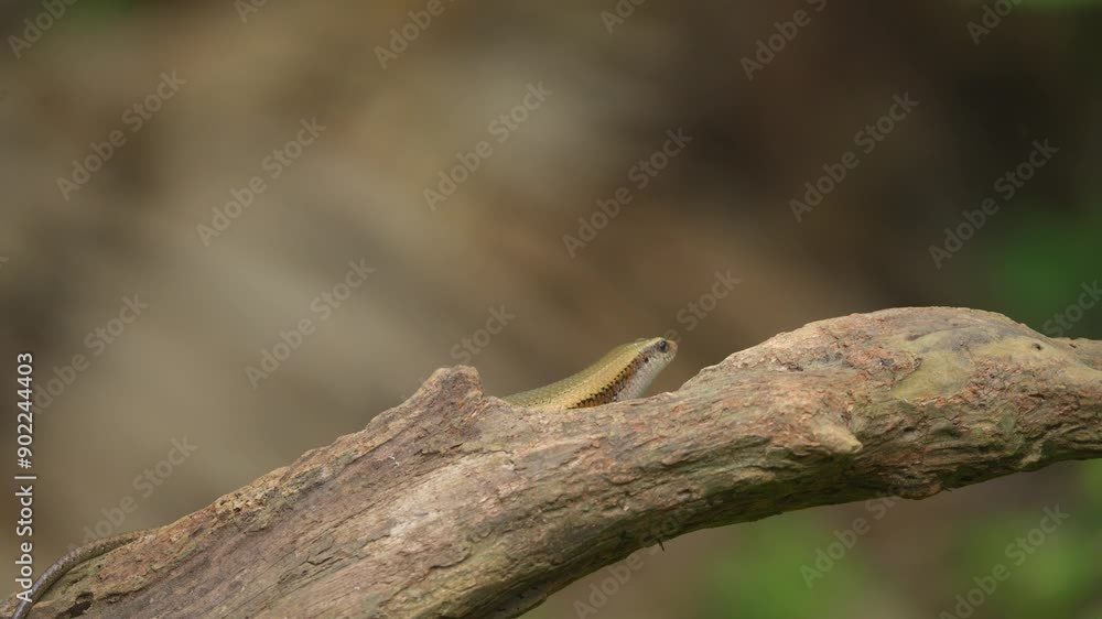 Indonesian Garden lizard crawling on wood. Wildlife concept Indonesian Garden lizard crawling on wood. Wildlife concept