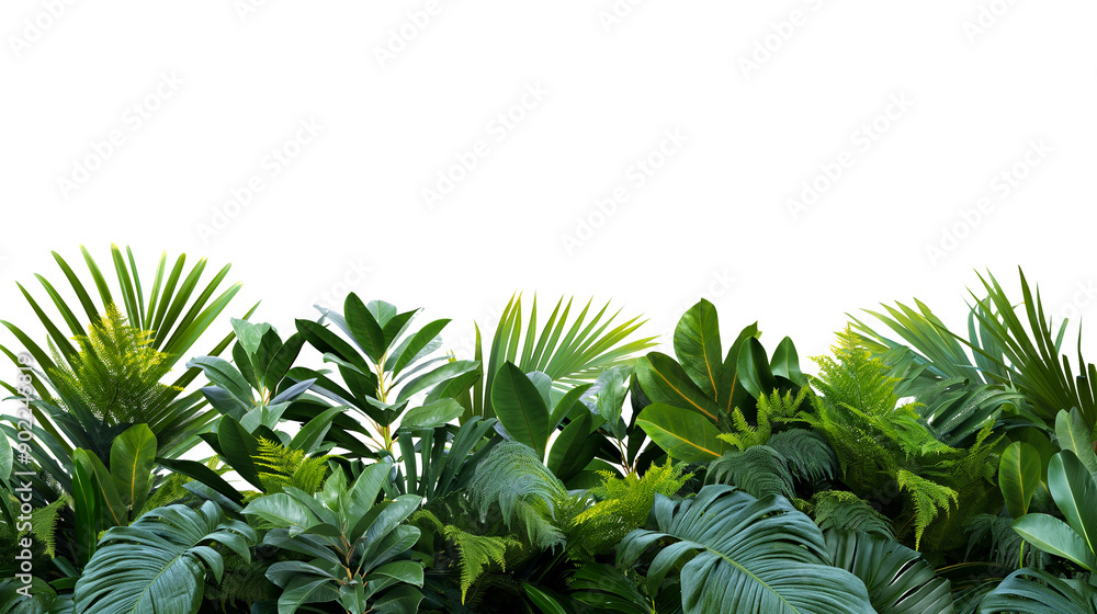 Fototapeta premium Tropical leaves bushes, monstera and palm leaves, transparent cutout